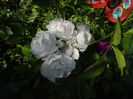 DSC00354