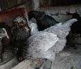 australorp albastru