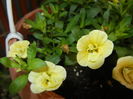 Calibrachoa Double Yellow (2016, Jun.02)