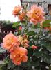 20160610_172341