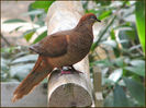 brown cuckoo dove