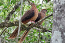 brown cuckoo dove