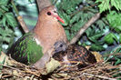 brown cuckoo dove