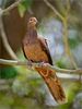 brown cuckoo dove