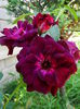 DSC00705