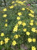 Coreopsis verticilata zagreb