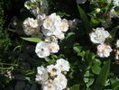 Perennial Blush