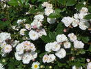 Perennial Blush