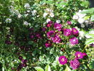 Perennial Blush si Violette
