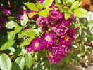 Violette
