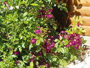 Violette