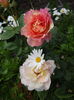 Rose des Cistercien