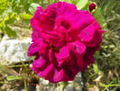 Sissinghurst Castle
