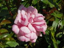 Milrose