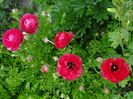 Ranunculus