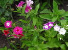 Phlox
