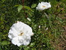 Schneewittchen