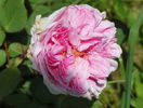 Mme. Ernest Calvat