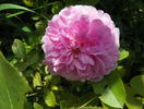 Harlow Carr