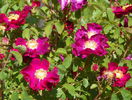 Violacea