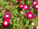 Violacea