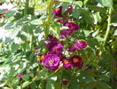 Violette