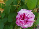 Belle sans flatterie