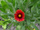 Gaillardia