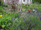 Allium, lavanda, galbenele
