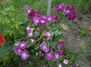 Rhapsody in Blue