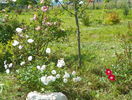 Irene of Denmark, Candia Meillandecor si Fruhlingsduft