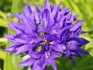 campanula glomerata