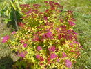 spiraea Magic Carpet