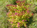 spiraea Magic Carpet