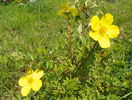 potentilla Goldfinger