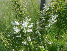 deutzia Codsall Pink