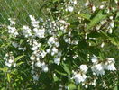 deutzia Codsall Pink