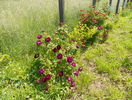 Tuscany si Violacea