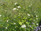 clematis Summer Snow