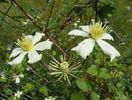 clematis Summer Snow