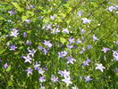 campanula patula