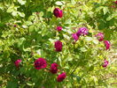 Orpheline de Juillet