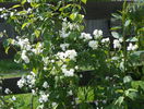 philadelphus Schneesturm