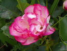 Bordure Rose