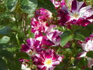 Purple Splash