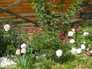 Abraham Darby, Kathryn Morley si Maria Lisa