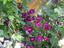 Violette