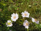 rosa canina