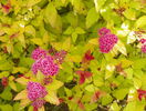 spiraea Magic Carpet