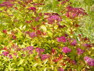 spiraea Magic Carpet